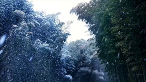 竹林飘雪