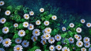 唯美小花朵