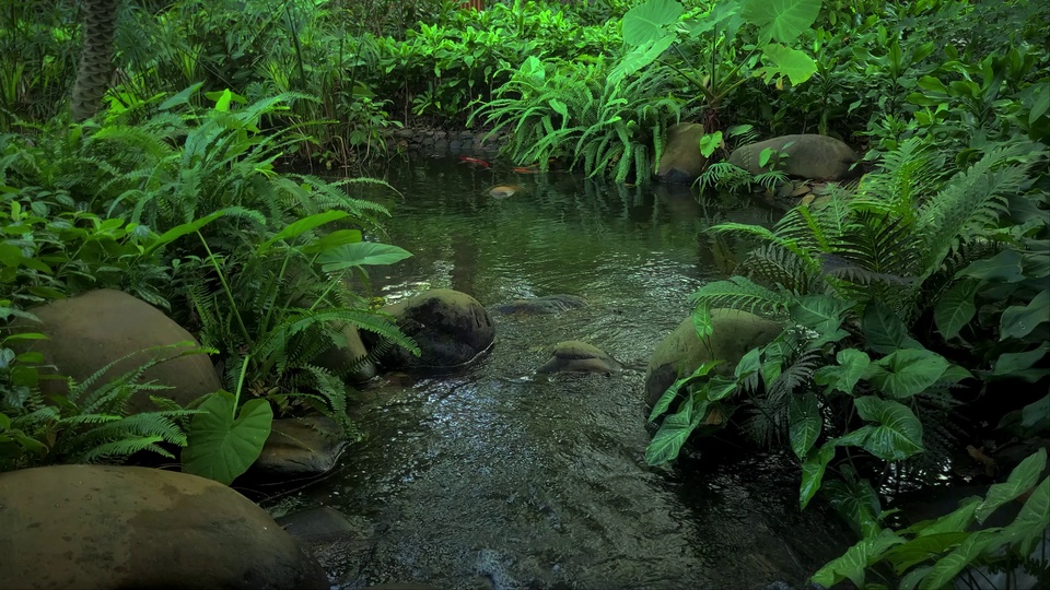 庭院水景中，清澈浅池散落灰褐色圆润石头，四周环绕深绿蕨类与阔叶绿植，远处水面隐约可见红橙色观赏鱼，色调阴凉沉静。
