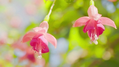 鲜花微距