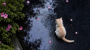 雨天落花猫咪
