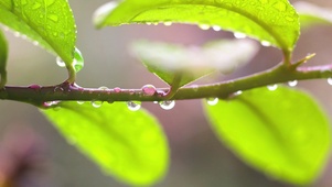 雨中绿芽
