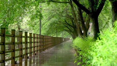 雨天绿林小路