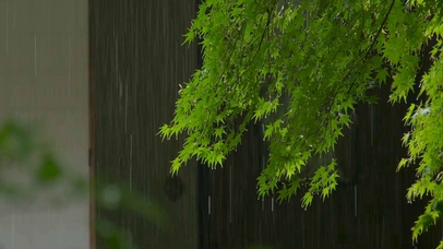 雨中绿树叶