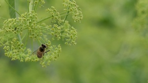 小蜜蜂