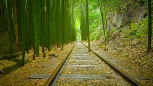 竹林
