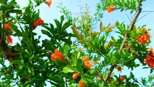 山茶花开