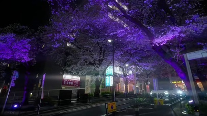 樱花好美 分享给你