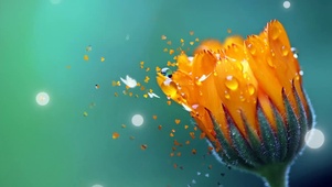 万寿菊 露滴 水滴 盛开