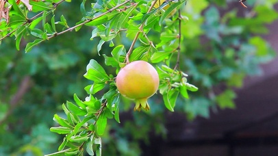 石榴实拍