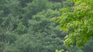 雨中绿树叶