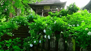 雨中寺院紫阳花