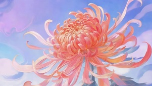 唯美的菊花