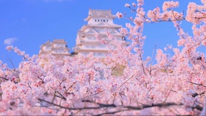唯美春天樱花楼阁