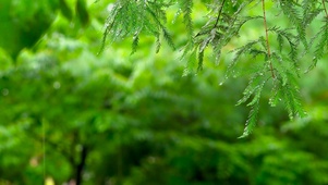 淅沥沥的护眼绿叶雨