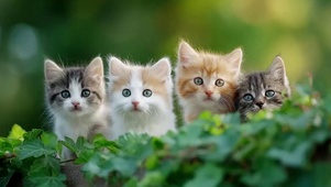 可爱的猫咪