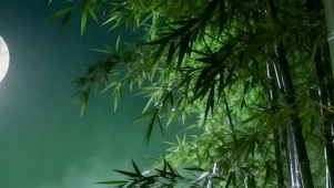 古风竹林夜景带鱼屏