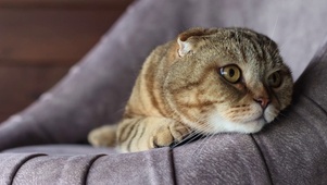 摆烂的猫猫