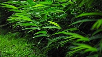 夏日清凉雨中绿叶