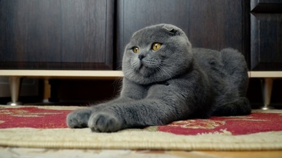 肥猫