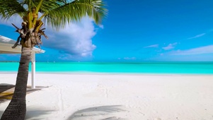 放松夏日椰树海滩