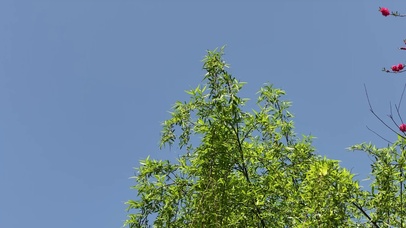 春天柳枝发芽升格