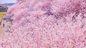 樱花季