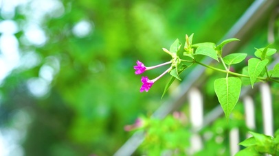 唯美阳光下的花卉