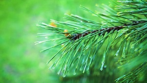 雨中绿色松树