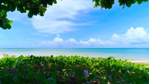 舒适的海边花草