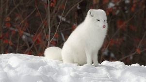 萌萌雪狐