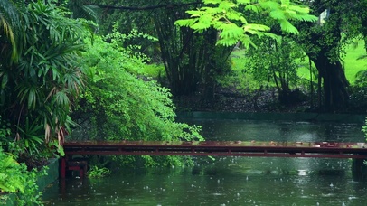 下雨天的林间