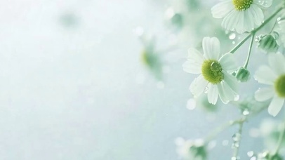 护眼花朵树木带鱼屏