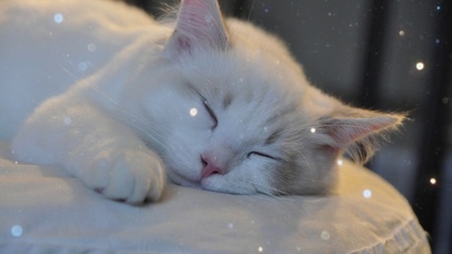 恬静小猫咪