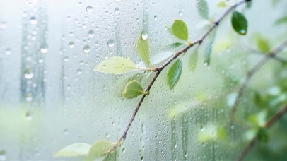 雨天窗边清新绿叶