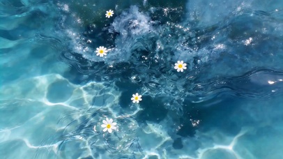 清澈的水面小花朵