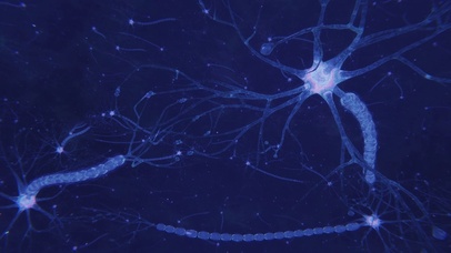 4K 高清 神经元活动