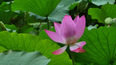 超美护眼荷花