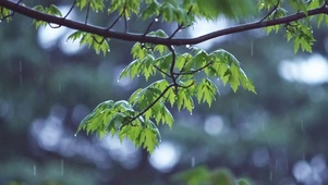 治愈雨中绿叶