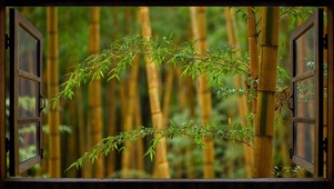 雨中竹林