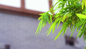 绿色竹叶