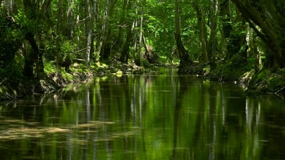 护眼幽静绿林流水
