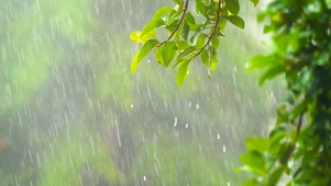 雨中绿叶