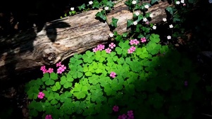 枯木下面的四叶草小花