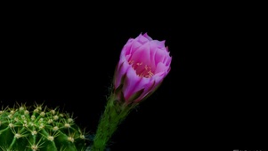 4k开花