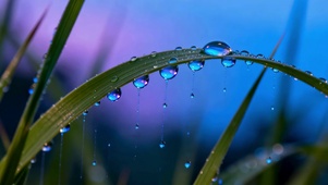 蓝调雨后草叶水珠唯美风景