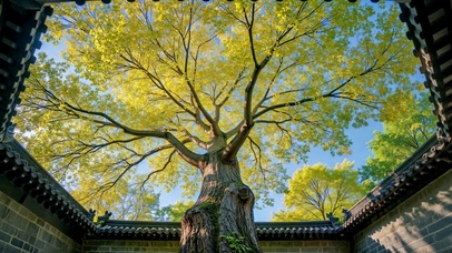 中式古院古树晴空治愈风景