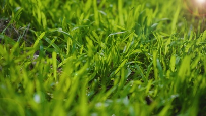 4K春天唯美阳光下的小草植物