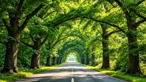 护眼林荫大道4K