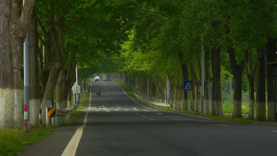 夏日林荫公路向远处延伸，两侧高大乔木枝叶鲜绿